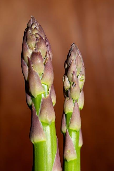 Exploring ‍the Immune-Boosting Properties of Antioxidants