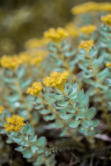 Harnessing ⁤Adaptogens for Stress​ Relief and Mental⁢ Clarity